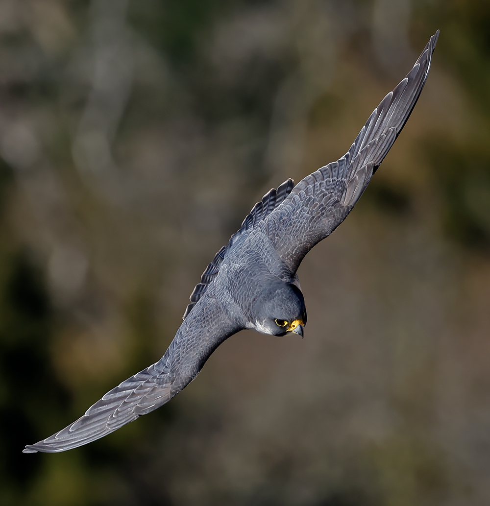 Peregrine